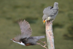 Wasseramsel