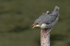 Wasseramsel