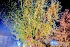 PXL_20251128_215134055.NIGHT4_