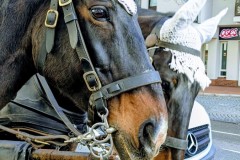 PXL_20251129_1324555132