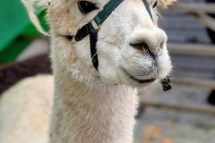 PXL_20251129_141935649.PORTRAIT2